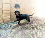 Small Photo #6 Rottweiler Puppy For Sale in REDDING, CA, USA