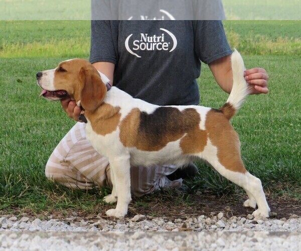 Medium Photo #1 Beagle Puppy For Sale in MORRILL, KS, USA