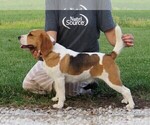 Small Photo #1 Beagle Puppy For Sale in MORRILL, KS, USA