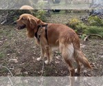 Small Photo #1 Golden Pyrenees Puppy For Sale in NAPLES, FL, USA
