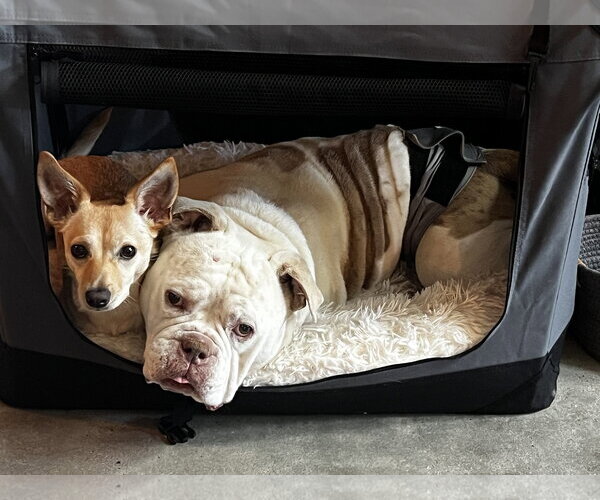 Medium Photo #3 Olde Bulldog Puppy For Sale in Santa Clara, CA, USA