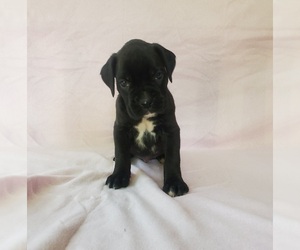 Boxer Puppy for sale in PINE CITY, MN, USA