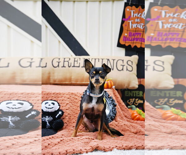 Medium Photo #8 Chipin Puppy For Sale in Sandy, UT, USA