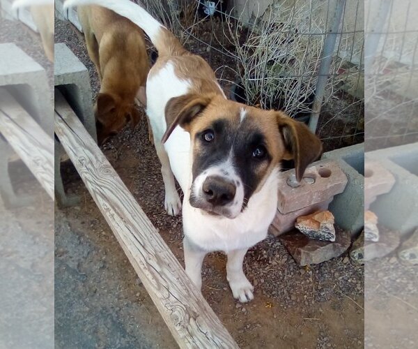 Medium Photo #13 Mutt Puppy For Sale in Apple Valley, CA, USA