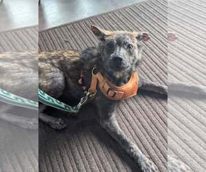 Mutt Dogs for adoption in Holly Springs, NC, USA