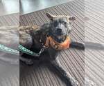 RueBee - Female Mutt Dog for Adoption - Small photo