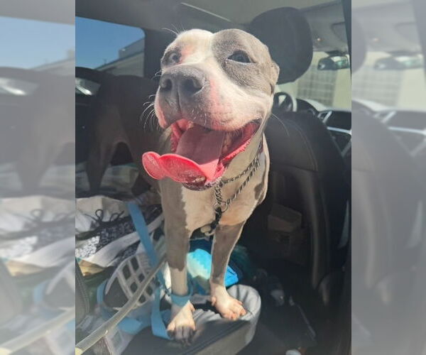 Medium Photo #2 American Staffordshire Terrier Puppy For Sale in San Juan Capistrano, CA, USA