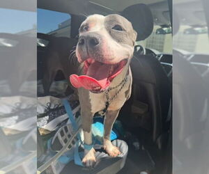 Peggy - Female American Staffordshire Terrier Dog for Adoption - Photo #2