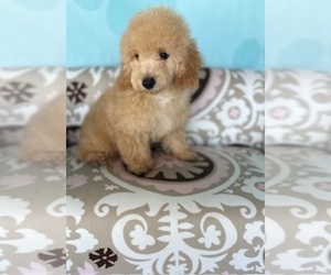 Poodle (Miniature) Puppy for sale in RIPLEY, MS, USA