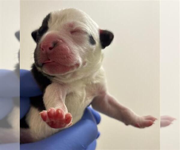 Medium Photo #1 Labrador Retriever-Unknown Mix Puppy For Sale in Houston, TX, USA