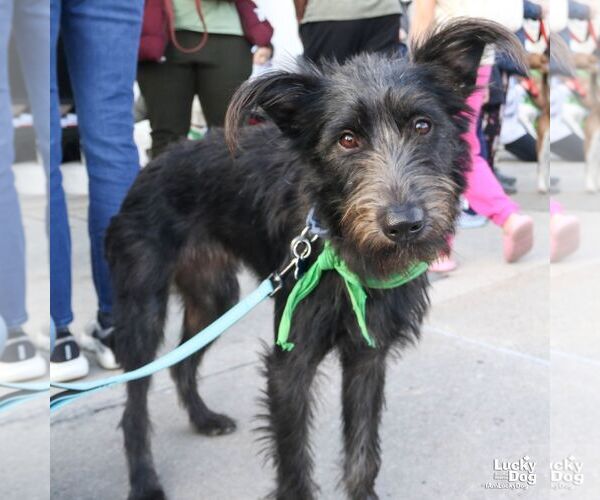 Medium Photo #1 Mutt Puppy For Sale in Washington, DC, USA