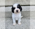 Small #2 Bernedoodle (Miniature)