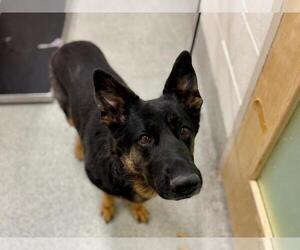 German Shepherd Dog Dogs for adoption in Fort Collins, CO, USA
