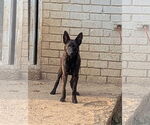 Small #3 Mutt