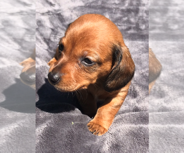 Medium Photo #3 Dachshund Puppy For Sale in GRANBY, CT, USA