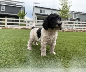 Medium Bernedoodle