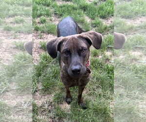 Mountain Cur-Unknown Mix Dogs for adoption in Wakefield, RI, USA