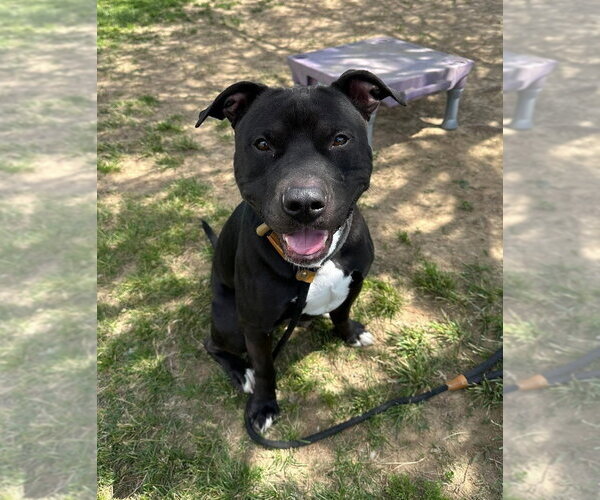 Medium Photo #2 Mutt Puppy For Sale in Evansville, IN, USA