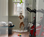 Small #15 American Staffordshire Terrier