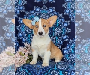 Pembroke Welsh Corgi Puppy for sale in CHRISTIANA, PA, USA
