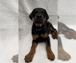 Small #17 Doberman Pinscher