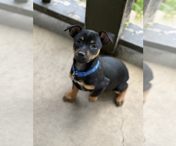 Medium Photo #2 Miniature Pinscher Puppy For Sale in WOODSTOCK, IL, USA