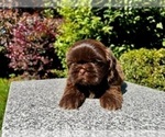 Small Photo #3 Shih Tzu Puppy For Sale in HAYWARD, CA, USA