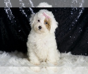Medium Poodle (Toy)