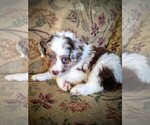 Small Photo #1 Miniature Australian Shepherd Puppy For Sale in AUSTIN, CO, USA