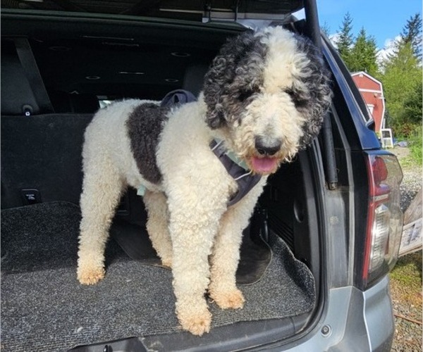 Medium Photo #18 Saint Berdoodle Puppy For Sale in BRUSH PRAIRIE, WA, USA