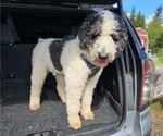Small #17 Saint Berdoodle