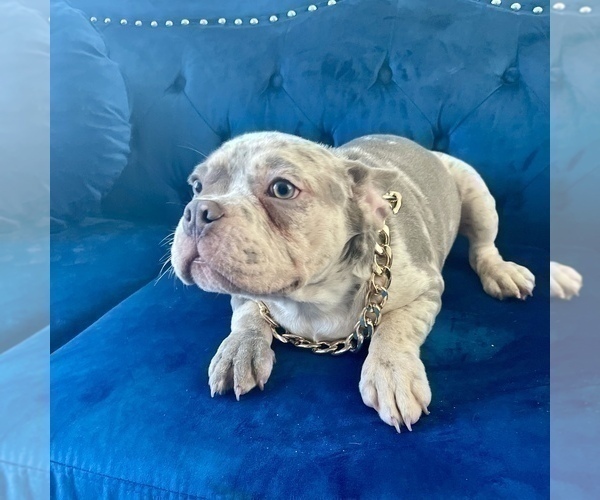 Medium Photo #4 French Bulldog Puppy For Sale in IRVINE, CA, USA
