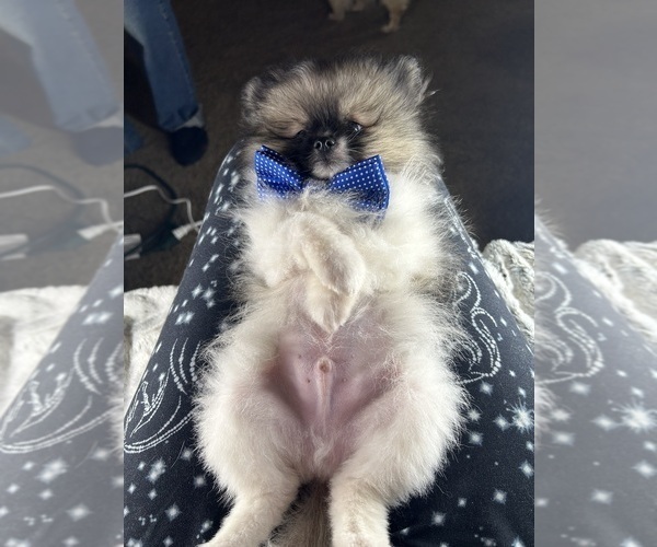 Medium Photo #2 Pomeranian Puppy For Sale in HARRISVILLE, MI, USA