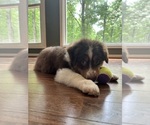 Puppy Topper Australian Shepherd