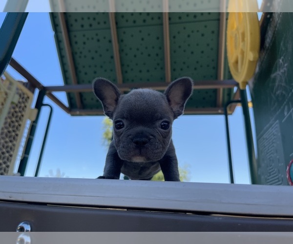 Medium Photo #1 French Bulldog Puppy For Sale in REDMOND, OR, USA
