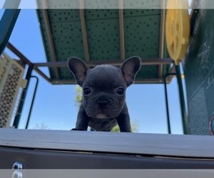 French Bulldog Puppy for sale in REDMOND, OR, USA