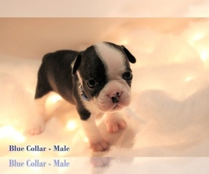 Faux Frenchbo Bulldog Puppy for sale in CENTURY, FL, USA