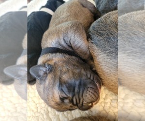 Cane Corso Puppy for Sale in BUNCH, Oklahoma USA
