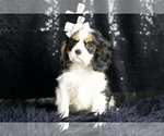 Puppy Basil AKC Cavalier King Charles Spaniel