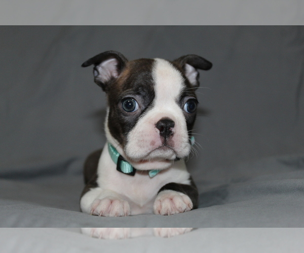 Medium Photo #4 Boston Terrier Puppy For Sale in BROOKSVILLE, FL, USA