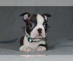 Small #3 Boston Terrier