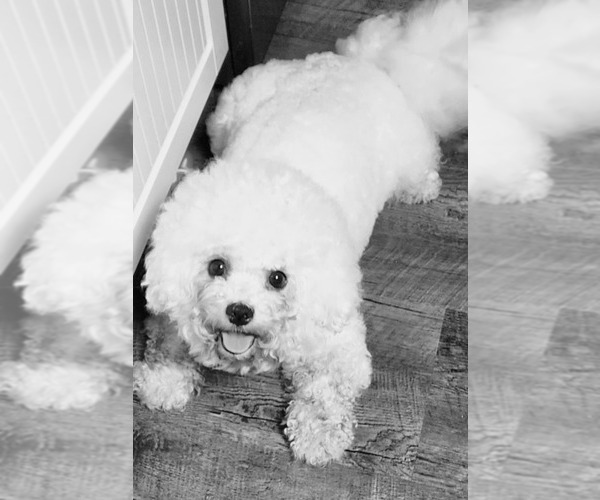 Medium Photo #1 Bichon Frise Puppy For Sale in WAYLAND, MI, USA