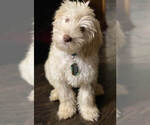 Small Photo #1 Australian Cobberdog Puppy For Sale in SHAWNEE, KS, USA