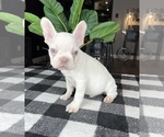 Small Photo #5 French Bulldog Puppy For Sale in FRANKLIN, IN, USA