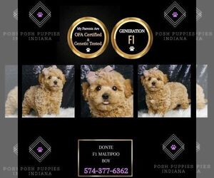 Maltipoo Puppy for sale in WARSAW, IN, USA