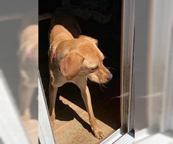 Medium Photo #2 Golden Labrador Puppy For Sale in Coventry, CT, USA