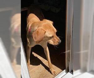 Hal, a loving shadow - Male Golden Labrador Dog for Adoption - Photo #2