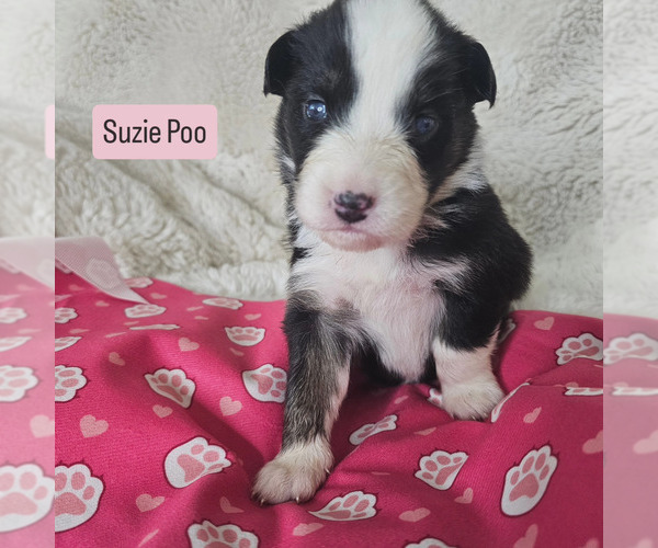 Medium Photo #1 Australian Shepherd Puppy For Sale in PHOENIX, AZ, USA