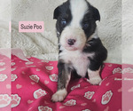 Image preview for Ad Listing. Nickname: Suzie Poo