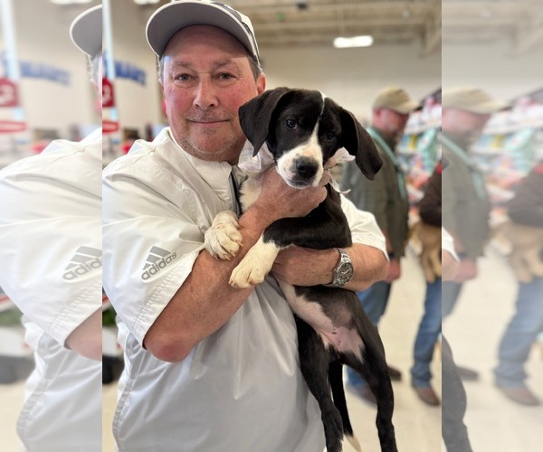 Medium Photo #1 Labrador Retriever-Unknown Mix Puppy For Sale in Holly Springs, NC, USA